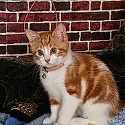 Bulle participe au concours pour gagner de l'argent avec cette photo : kitten, cat, orange_and_white, pet, collar, bell, soft_blanket, brick_wall, indoor, cute, feline, young_animal, sitting, curious, fur, whiskers, domestic_animal, animal_portrait, alert, small_animal