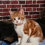 kitten, cat, orange_and_white, pet, collar, bell, soft_blanket, brick_wall, indoor, cute, feline, young_animal, sitting, curious, fur, whiskers, domestic_animal, animal_portrait, alert, small_animal