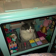 Cookie joined the competition — help win amazing prizes! cat, toy, ice_cream, playset, plush_toy, miniature, colorful, indoor, animal, gray_and_white, cute, pet, vehicle, toy_ice_cream, pink, green, yellow, purple, blue, fun