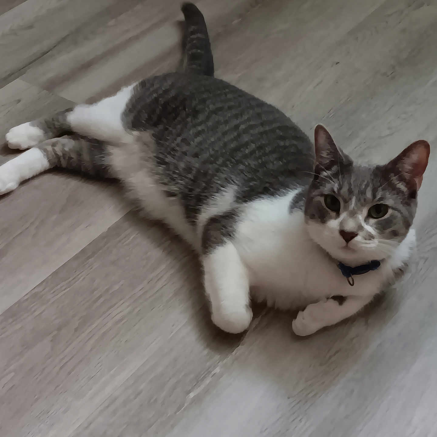 Milo is registered to the contest to win money with this photo: animal, cat, collar, curious, cute, domestic_cat, ears, feline, floor, fur, gray, indoor, lying_down, paws, pet, relaxed, tail, whiskers, white, wooden_floor