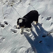 Birdie joined the competition — help win amazing prizes! boot, cold, collar, dog, footprints, fur, grass_stems, human_leg, outdoors, pant_leg, paw_prints, pet, playful, puppy, shadow, snow, sparkle, sunlight, tricolor, winter