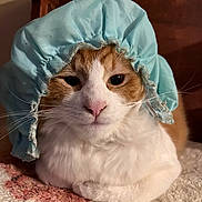 Gustavo joined the competition — help win amazing prizes! cat, orange_and_white, bonnet, hat, pet, animal, fur, whiskers, indoor, close_up, relaxed, cute, domestic_cat, face, portrait, laying_down, mammal, feline, soft_texture, cozy