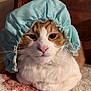 cat, orange_and_white, bonnet, hat, pet, animal, fur, whiskers, indoor, close_up, relaxed, cute, domestic_cat, face, portrait, laying_down, mammal, feline, soft_texture, cozy