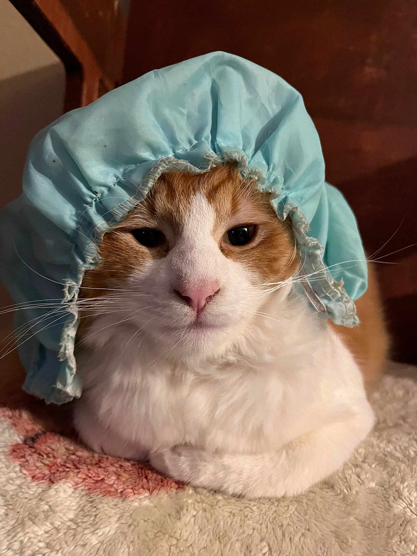 Gustavo joined the competition — help win amazing prizes! cat, orange_and_white, bonnet, hat, pet, animal, fur, whiskers, indoor, close_up, relaxed, cute, domestic_cat, face, portrait, laying_down, mammal, feline, soft_texture, cozy