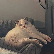 Kylo is registered to the contest to win money with this photo: cat, fluffy, white, beige, indoor, blanket, furniture, radiator, power_outlet, cord, door, relaxed, cozy, pet, animal, paw, resting, soft_light, homedecor, cute