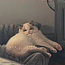 cat, fluffy, white, beige, indoor, blanket, furniture, radiator, power_outlet, cord, door, relaxed, cozy, pet, animal, paw, resting, soft_light, homedecor, cute