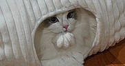 Kylo is registered to the contest to win money with this photo: cat, white_cat, fluffy, blue_eyes, pink_nose, pet, animal, cozy, tunnel, toy, pom_pom, wooden_floor, indoor, curious, cute, feline, soft_texture, playful, closeup, resting