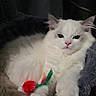 Kylo joined the competition — help win amazing prizes! cat, white_cat, fluffy, pet, indoor, relaxed, animal, feline, cute, paw, toy, feathers, bed, cozy, resting, fur, pink_nose, ears, whiskers, domestic_cat
