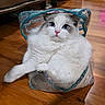 cat, fluffy, white, gray, blue, transparent_bag, wooden_floor, pet, animal, cute, indoor, relaxed, fur, pink_nose, blue_eyes, domestic_cat, sitting, curious, cozy, household