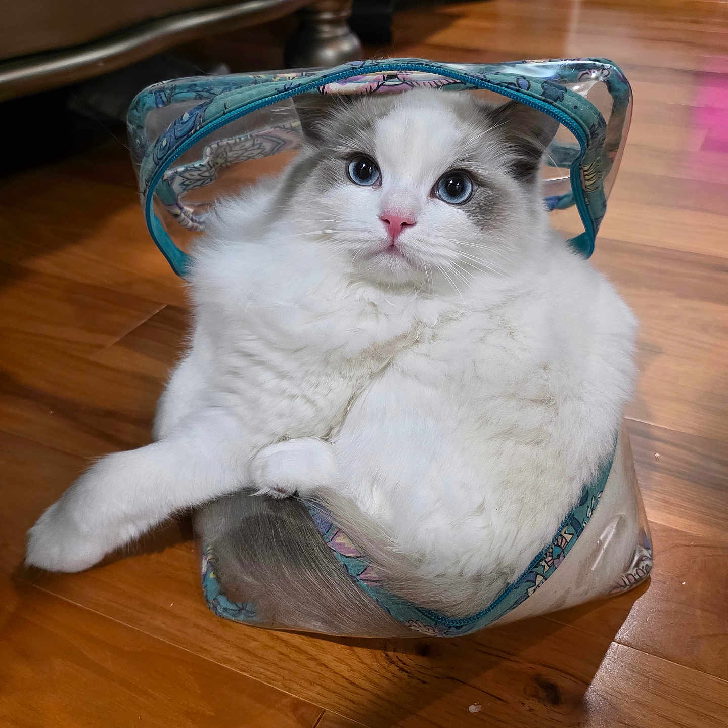 Kylo joined the competition — help win amazing prizes! cat, fluffy, white, gray, blue, transparent_bag, wooden_floor, pet, animal, cute, indoor, relaxed, fur, pink_nose, blue_eyes, domestic_cat, sitting, curious, cozy, household