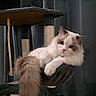 Kylo is registered to the contest to win money with this photo: cat, fluffy, indoor, cat_tree, pet, relaxed, feline, hammock, tail, fur, animal, cute, resting, household, domestic, whiskers, ears, collar, portrait, cute_pet