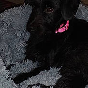 Stormy is registered to the contest to win money with this photo: dog, black_dog, pink_collar, plush_toy, blanket, fluffy_blanket, indoor, pet, animal, toy, relaxed, lying_down, fur, cute, companion, soft, comfort, resting, cozy, home