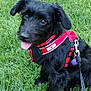 Stormy is registered to the contest to win money with this photo: dog, black_dog, grass, outdoor, pet, canine, happy, tongue_out, harness, leash, playful, nature, animal, fur, ears, collar, park, cute, sitting, daytime
