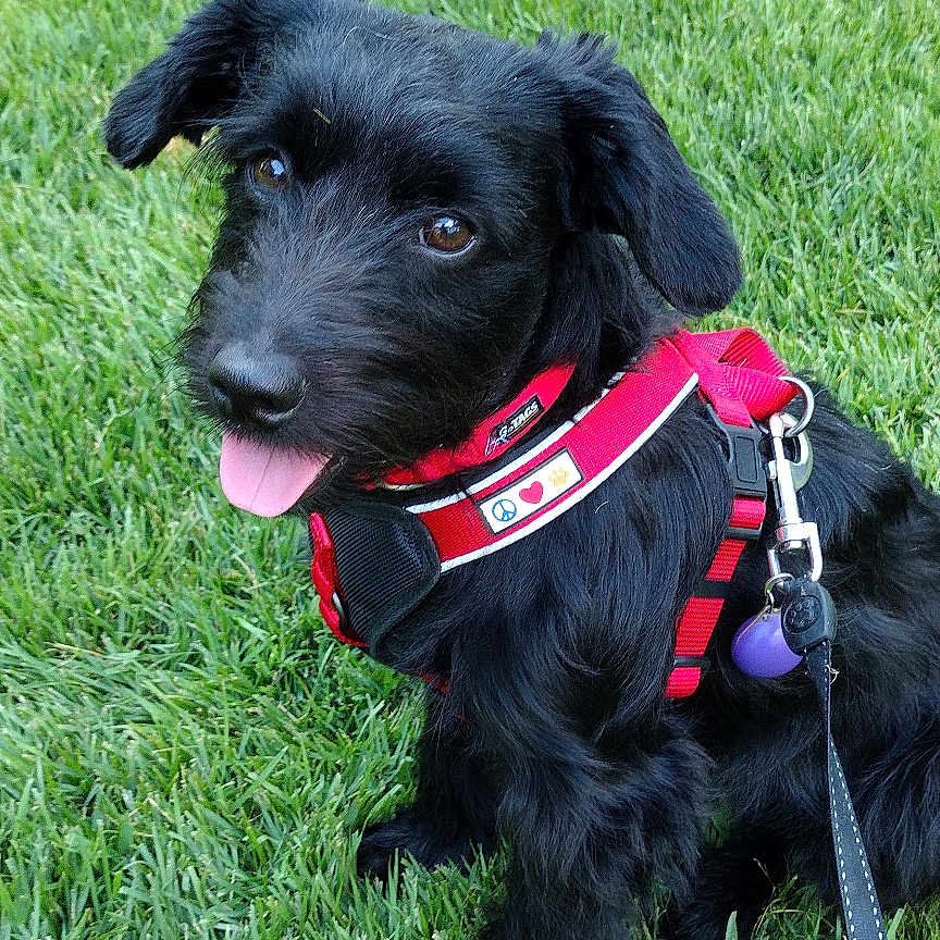 Stormy is registered to the contest to win money with this photo: animal, black_dog, canine, collar, cute, daytime, dog, ears, fur, grass, happy, harness, leash, nature, outdoor, park, pet, playful, sitting, tongue_out