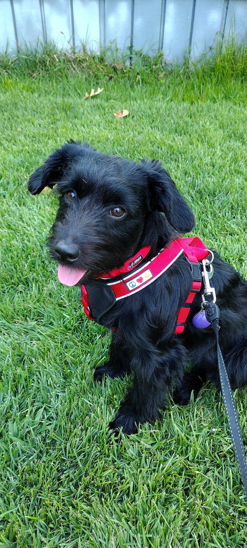 Stormy is registered to the contest to win money with this photo: dog, black_dog, grass, outdoor, pet, canine, happy, tongue_out, harness, leash, playful, nature, animal, fur, ears, collar, park, cute, sitting, daytime
