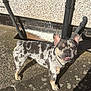dog, french_bulldog, pet, outdoor, sunlight, concrete, wall, pipe, spot_pattern, smiling, standing, shadow, ears_up, close_up, animal, canine, cute, friendly, daylight, texture