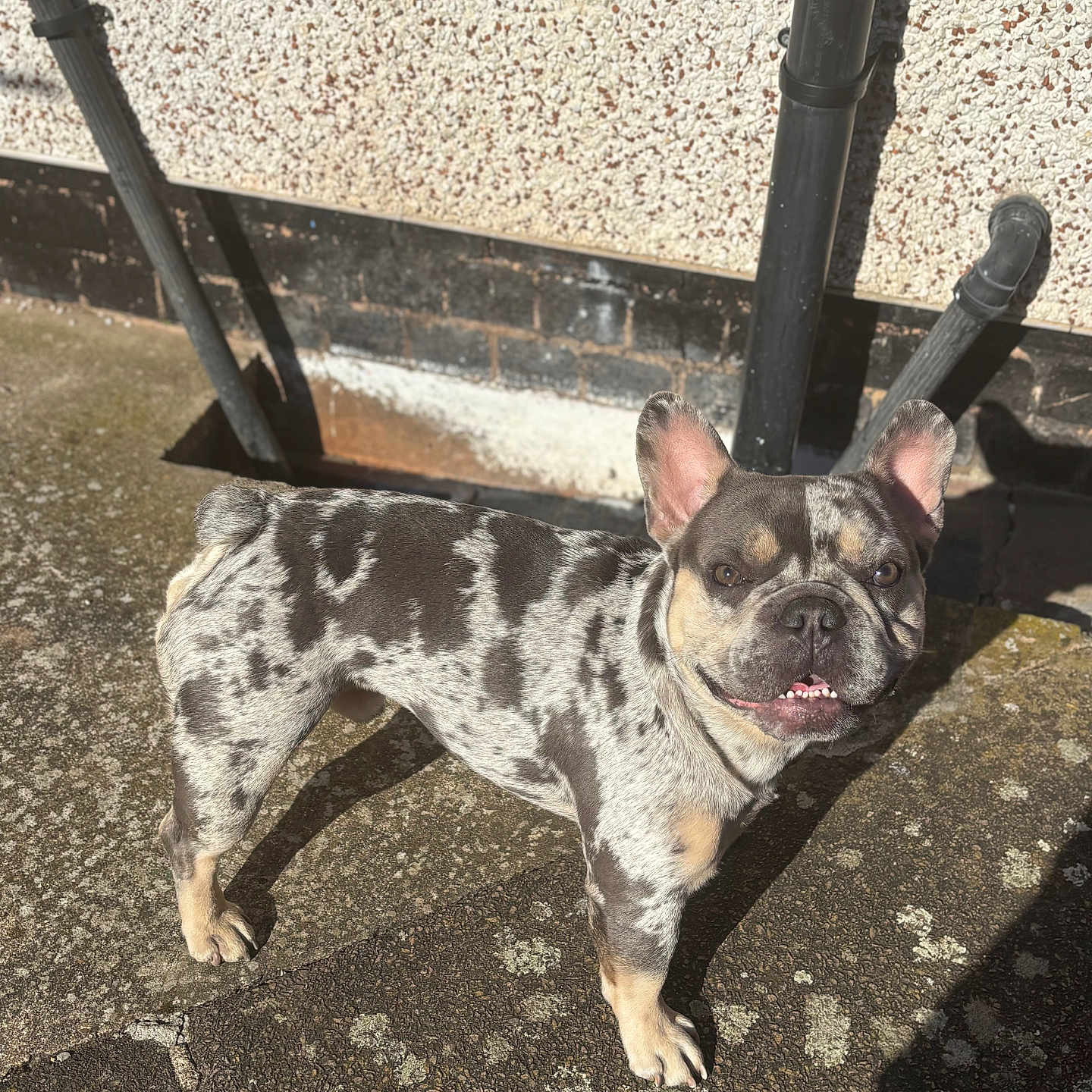 King joined the competition — help win amazing prizes! animal, canine, close_up, concrete, cute, daylight, dog, ears_up, french_bulldog, friendly, outdoor, pet, pipe, shadow, smiling, spot_pattern, standing, sunlight, texture, wall