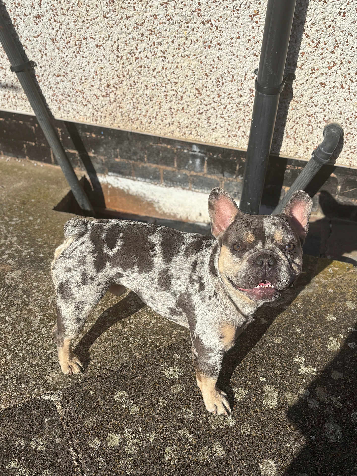 King joined the competition — help win amazing prizes! dog, french_bulldog, pet, outdoor, sunlight, concrete, wall, pipe, spot_pattern, smiling, standing, shadow, ears_up, close_up, animal, canine, cute, friendly, daylight, texture