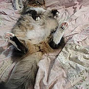 Bun is registered to the contest to win money with this photo: cat, fluffy, bed, bedding, relaxed, paws, fur, domestic_animal, pet, indoor, sleeping, cozy, cute, animal, mammal, resting, feline, whiskers, tail, comfort