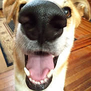 Benny joined the competition — help win amazing prizes! dog, close_up, nose, tongue, happy, indoor, wooden_floor, pet, canine, fur, whiskers, teeth, mouth_open, playful, animal, brown_fur, black_nose, floor_rug, ears, house