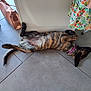 Alix a rejoint le concours — aidez-le/la à gagner de superbes lots ! dog, brindle, lying_down, floor, tile, collar, pink_collar, bag, handbag, floral_skirt, clothing, indoor, relaxed, pet, animal, tail, paw, resting, casual, domestic