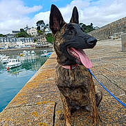 Alix participe au concours pour gagner de l'argent avec cette photo : dog, brindle, collar, tongue_out, sitting, dock, harbor, boats, water, stone, outdoor, sky, clouds, buildings, greenery, leash, pet, canine, summer, daytime