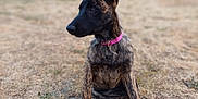 Alix participe au concours pour gagner de l'argent avec cette photo : dog, puppy, brindle, sitting, ears_up, collar, pink_collar, outdoor, dry_grass, yard, house, building, curious, pet, animal, canine, daytime, young_dog, attentive, nature