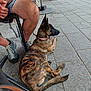 Alix a rejoint le concours — aidez-le/la à gagner de superbes lots ! dog, brindle, collar, sitting, person, legs, shoe, chair, backpack, pavement, outdoor, side_view, resting, tile_floor, casual, brown, black, tan, pet, companion