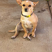 Honey Baby is registered to the contest to win money with this photo: dog, small_dog, tan_dog, pet, animal, sitting, outdoor, concrete, collar, ears, paw, canine, looking, cute, domestic_animal, companion, alert, quiet, single_animal, ground