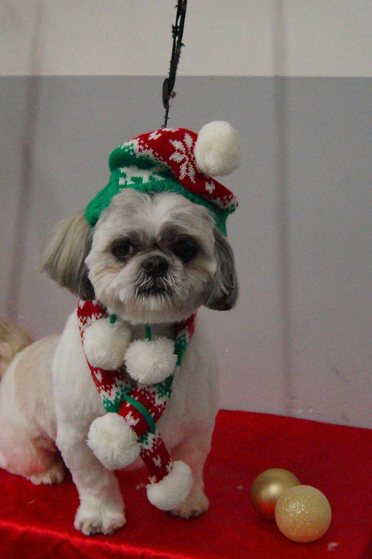 Jazzy participe au concours pour gagner de l'argent avec cette photo : dog, small_dog, pet, festive_hat, pom_poms, scarf, red_cloth, ornaments, holiday, christmas, cute, fur, indoor, animal, face, sitting, decorations, winter, accessory, portrait