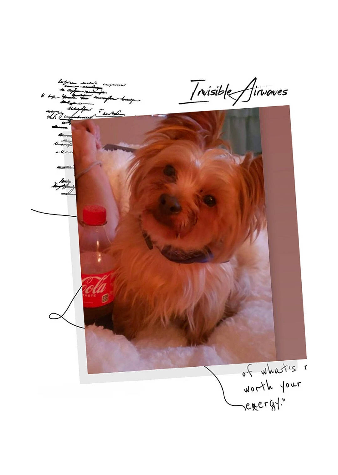 Bobo joined the competition — help win amazing prizes! canidae, carnivore, companion_dog, dog, dog_breed, dog_supply, fawn, fictional_character, font, fur, handwriting, illustration, liver, photo_caption, small_terrier, snout, sporting_group, surfer_hair, toy_dog, working_animal