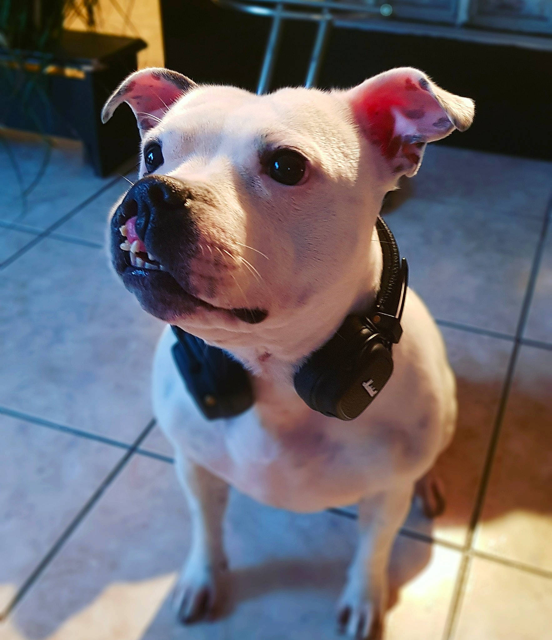 Jody a rejoint le concours — aidez-le/la à gagner de superbes lots ! canidae, carnivore, collar, companion_dog, dog, dog_breed, dog_collar, dog_supply, dogo_guatemalteco, fawn, floor, flooring, jaw, neck, pet_supply, pink, snout, sporting_group, tile, working_animal