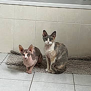 Mimiss Chantal participe au concours pour gagner de l'argent avec cette photo : cat, sphynx_cat, devon_rex, hairless_cat, curly_coat, bathroom, bath_mat, tile_floor, tile_wall, pet, animal, indoor, two_cats, looking, sitting, domestic_cat, curious, ears_up, clean, calm