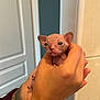 Berthie a rejoint le concours — aidez-le/la à gagner de superbes lots ! hairless_cat, kitten, hands, tattoo, indoor, door, wall, fingers, skin, wrinkles, ears, small, pet, cute, animal, feline, holding, closeup, domestic, young