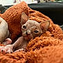 Berthie a rejoint le concours — aidez-le/la à gagner de superbes lots ! sphynx_cat, cat, pet, wrinkled_skin, orange_blanket, cozy, indoor, cute, sleepy, ears, feline, animal, resting, soft_texture, closeup, naked_cat, domestic_cat, comfort, relaxation, pink_skin