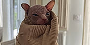 Berthie participe au concours pour gagner de l'argent avec cette photo : sphynx_cat, cat, pet, indoor, sleeve, beige, cozy, wrinkled_skin, animal, cute, curious, face, ears, feline, portrait, soft_light, home, warm, hiding, sweater