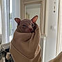 sphynx_cat, cat, pet, indoor, sleeve, beige, cozy, wrinkled_skin, animal, cute, curious, face, ears, feline, portrait, soft_light, home, warm, hiding, sweater