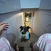 Nanaeke joined the competition — help win amazing prizes! animal, barefoot, basement, bone_shaped, concrete, dog, door, hand, holding, home, indoor, looking_up, pajamas, person, pet, pink, playful, stairs, toy, wall