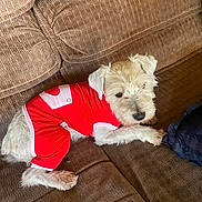 Teddy is registered to the contest to win money with this photo: couch, cozy, cute, dog, domestic_pet, fabric_texture, indoor, living_room, looking_at_camera, lying_down, paw, pet_clothes, red_clothing, resting, sleepy, small_dog, sofa, terrier, upholstery, white_fur