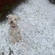 Teddy Bear is registered to the contest to win money with this photo: dog, pet, white_dog, small_dog, scruffy, snow, snowy_ground, paw_prints, mud, collar, backyard, grass, outdoors, winter, standing, cute, looking_up, ground, fence, playful