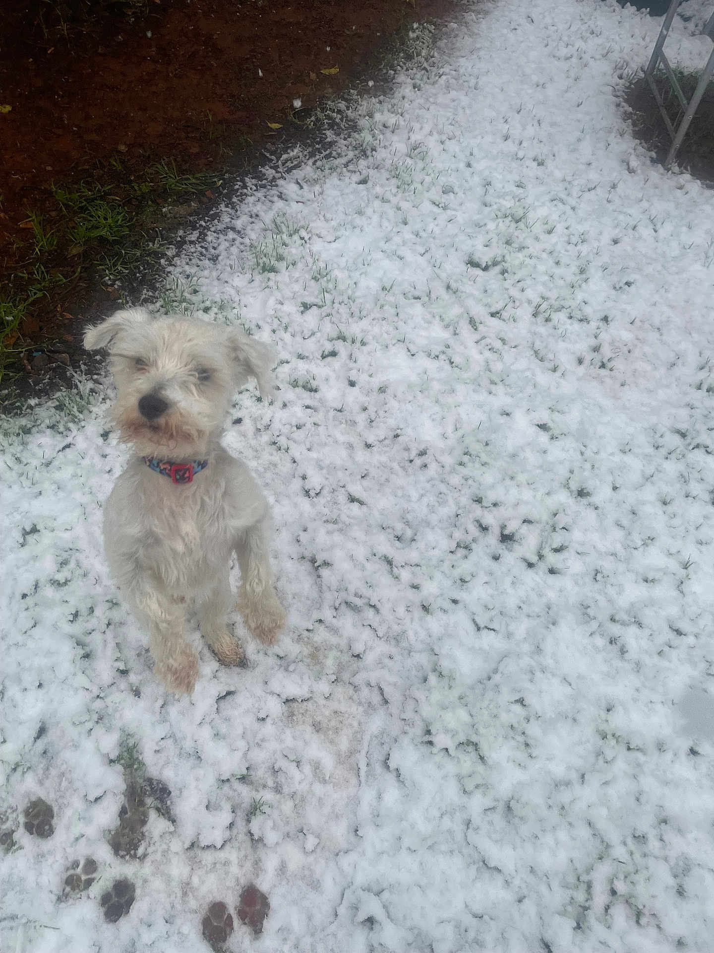 Teddy Bear is registered to the contest to win money with this photo: dog, pet, white_dog, small_dog, scruffy, snow, snowy_ground, paw_prints, mud, collar, backyard, grass, outdoors, winter, standing, cute, looking_up, ground, fence, playful