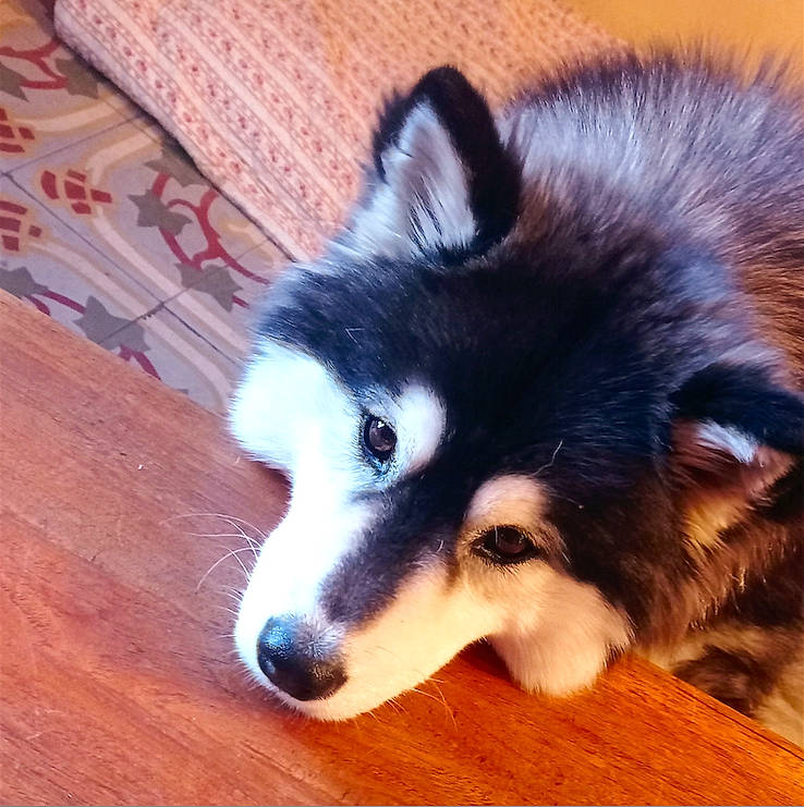 Indie a rejoint le concours — aidez-le/la à gagner de superbes lots ! carnivore, companion_dog, dog, dog_breed, fawn, flooring, fur, german_spitz, german_spitz_mittel, hardwood, herding_dog, plank, snout, spitz, sporting_group, varnish, whiskers, wood, wood_stain, working_animal