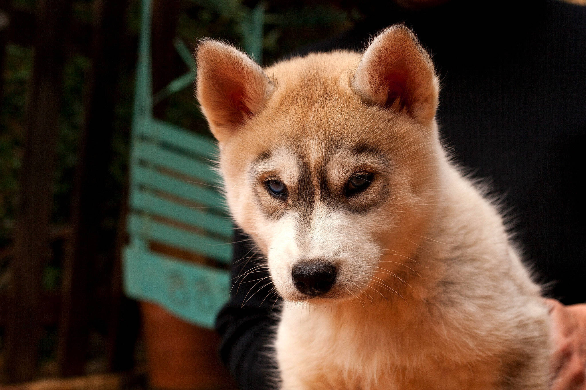 Ice participe au concours pour gagner de l'argent avec cette photo : ancient_dog_breeds, canidae, canis, carnivore, close_up, companion_dog, dog, dog_breed, fawn, fur, non_sporting_group, snout, sporting_group, terrestrial_animal, whiskers, wildlife