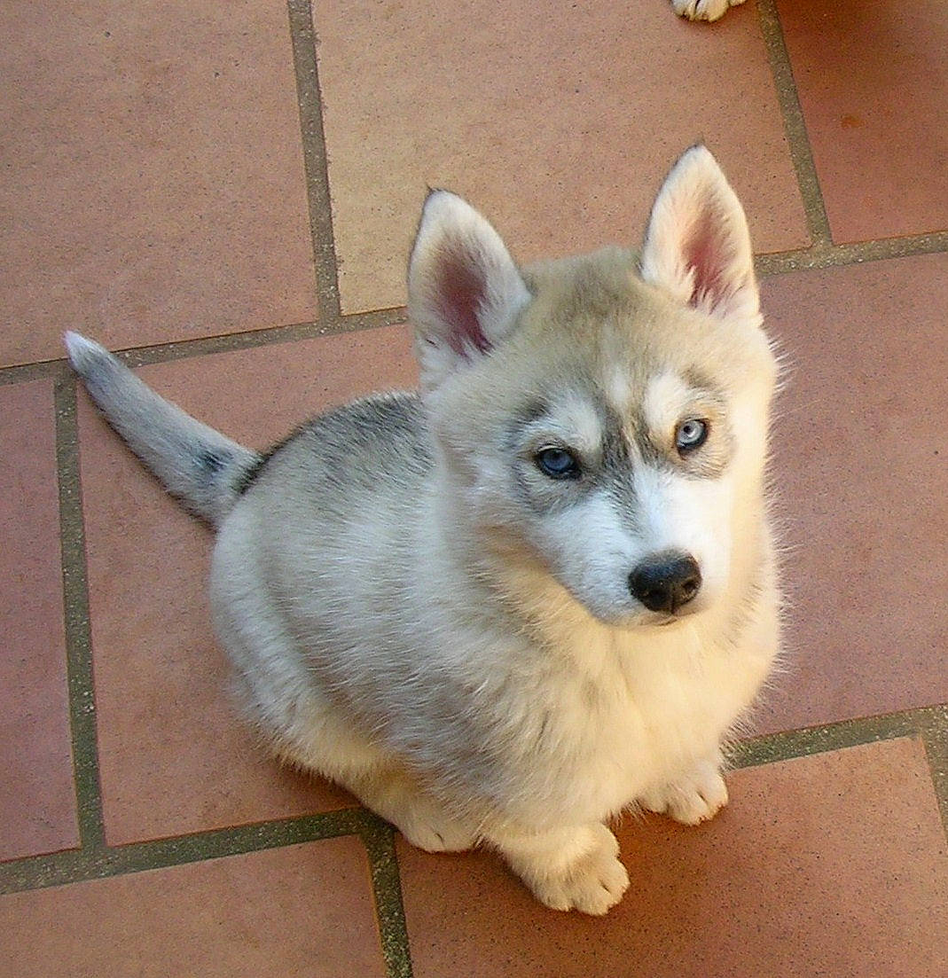 Ice participe au concours pour gagner de l'argent avec cette photo : ancient_dog_breeds, canidae, carnivore, collar, companion_dog, dog, dog_breed, fawn, flooring, fur, non_sporting_group, sporting_group, tail, terrestrial_animal, whiskers, working_animal, working_dog