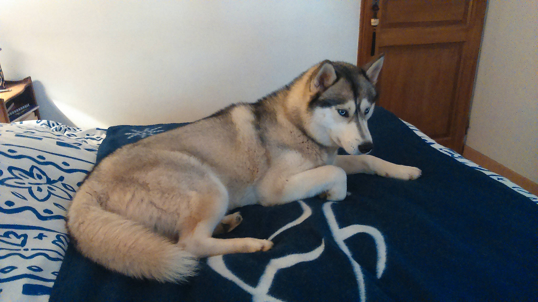 Ice a rejoint le concours — aidez-le/la à gagner de superbes lots ! canidae, canis, carnivore, comfort, companion_dog, dog, dog_breed, door, fawn, flooring, foot, fur, paw, siberian_husky, sled_dog, snout, sporting_group, tail, working_animal, working_dog