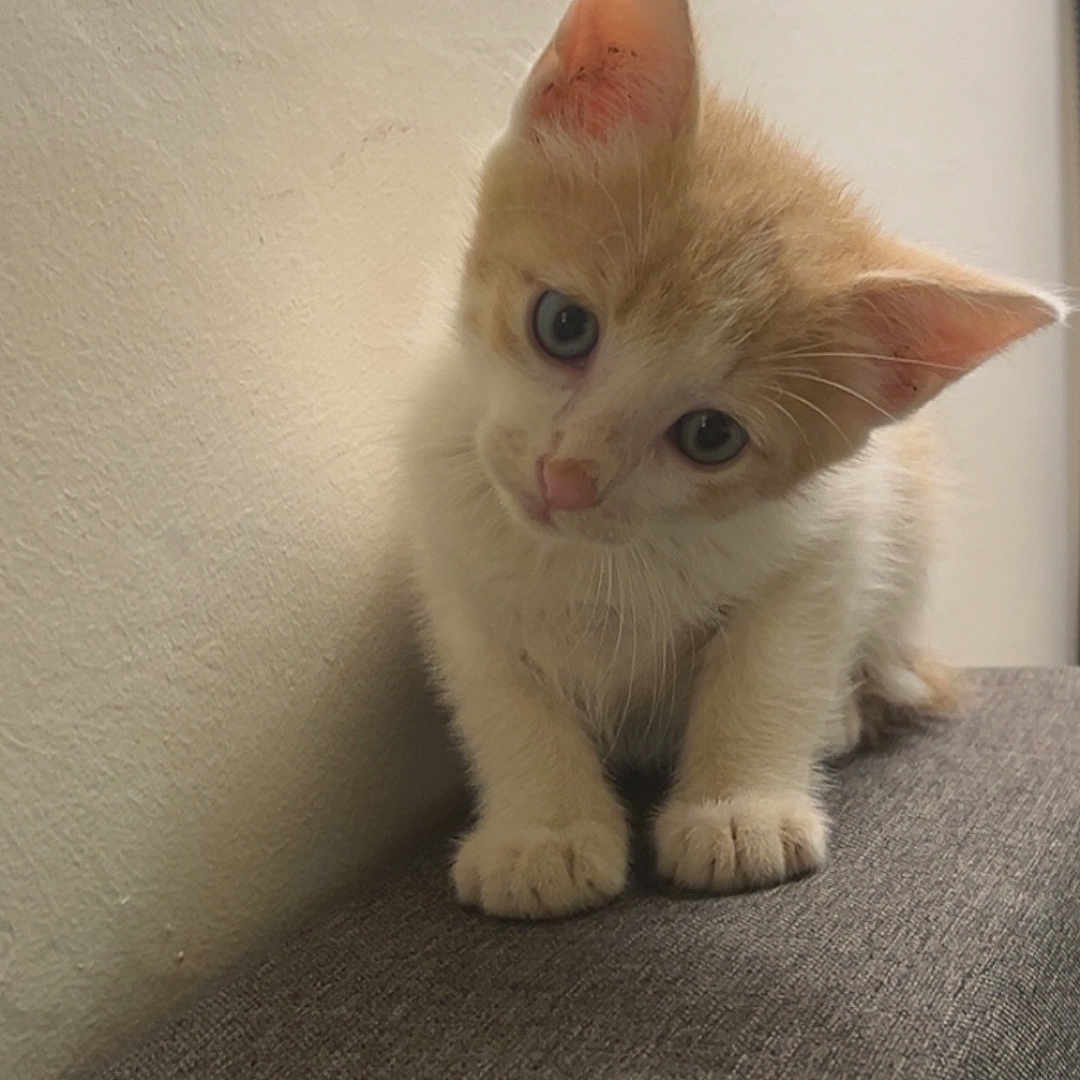 Minouche a rejoint le concours — aidez-le/la à gagner de superbes lots ! animal, cat, curious, cute, domestic, ears, feline, fluffy, gray_fabric, head_tilt, indoor, kitten, orange_and_white, paws, pet, portrait, small, wall, whiskers, young