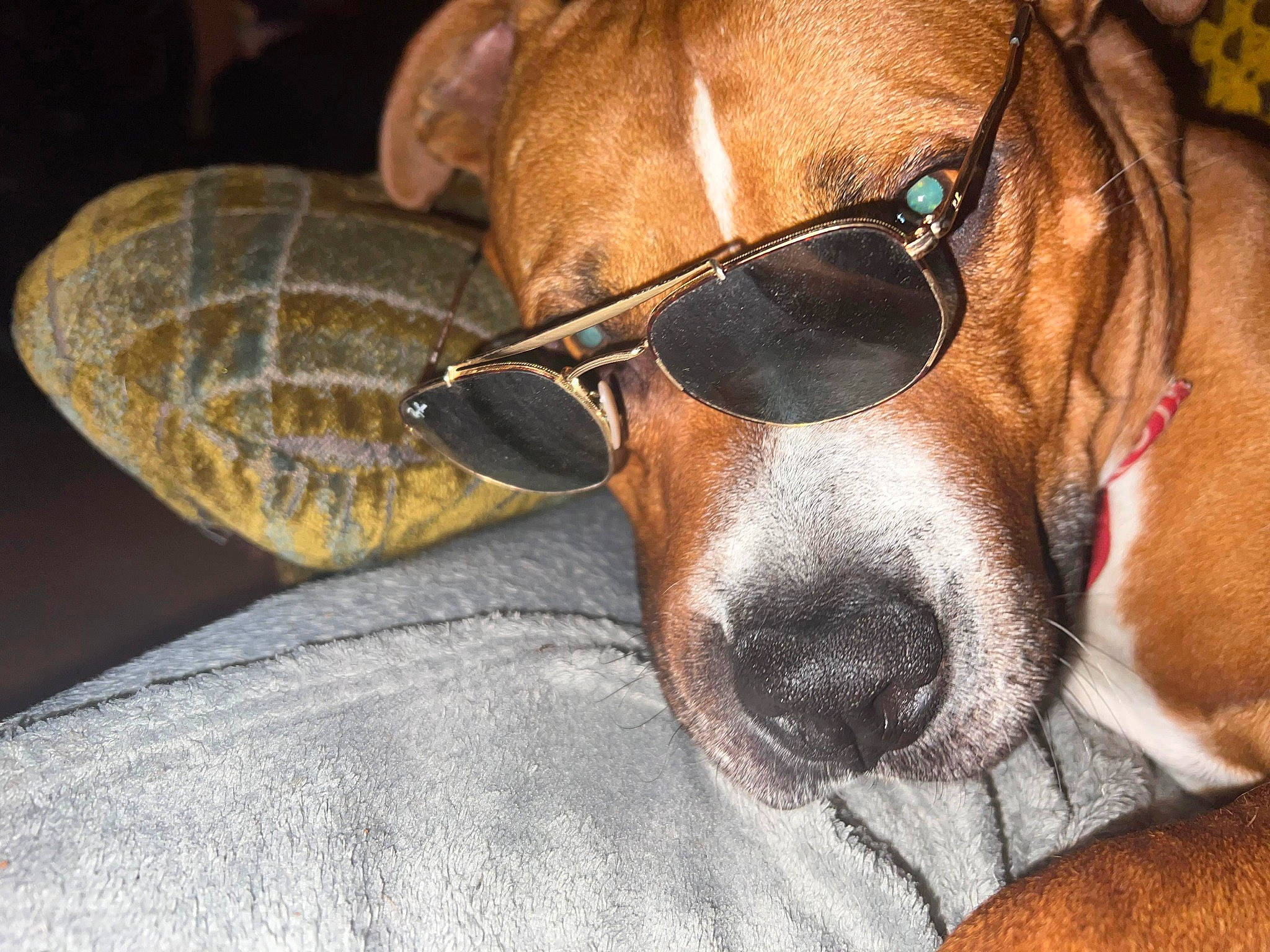 Biggy participe au concours pour gagner de l'argent avec cette photo : carnivore, collar, comfort, companion_dog, dog, dog_breed, dog_collar, dog_supply, ear, eyewear, fawn, glasses, goggles, liver, pet_supply, snout, sunglasses, vision_care, whiskers, working_animal