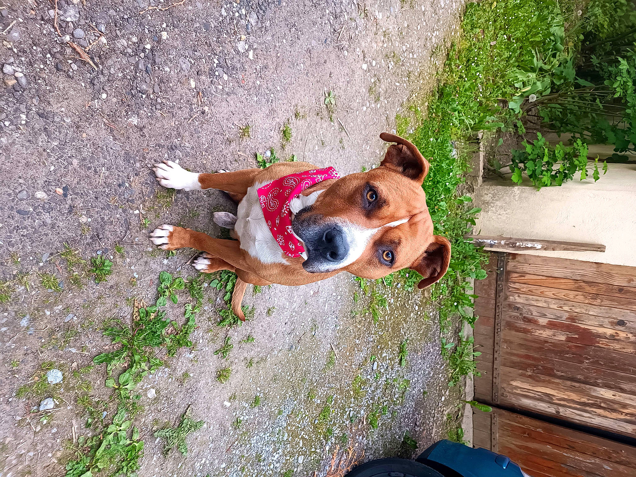 Biggy participe au concours pour gagner de l'argent avec cette photo : canidae, carnivore, collar, companion_dog, dog, dog_breed, dog_collar, dog_supply, fawn, grass, leash, leisure, liver, pet_supply, plant, snout, sporting_group, tail, wood, working_animal