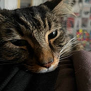Nico joined the competition — help win amazing prizes! cat, tabby, close_up, whiskers, resting, face, feline, indoor, blurred_background, fur, animal, pet, portrait, sleepy, soft_light, cozy, cute, domestic_animal, mammal, closeup