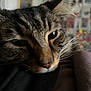 cat, tabby, close_up, whiskers, resting, face, feline, indoor, blurred_background, fur, animal, pet, portrait, sleepy, soft_light, cozy, cute, domestic_animal, mammal, closeup